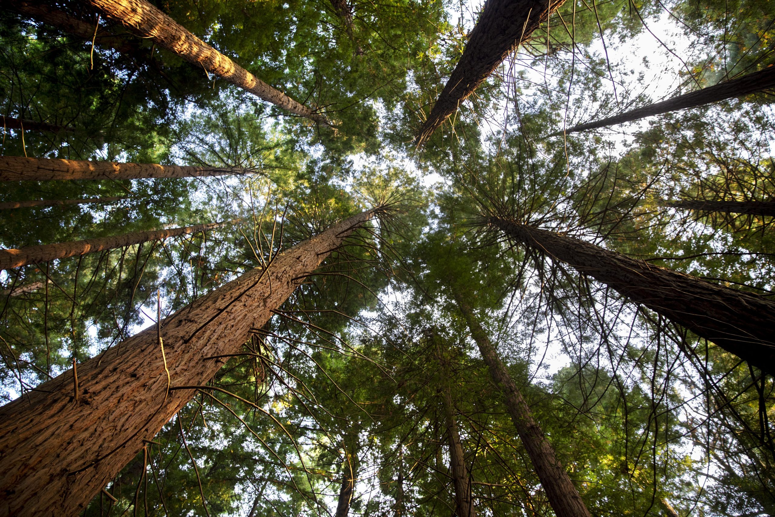 bottom view big trees from forest scaled