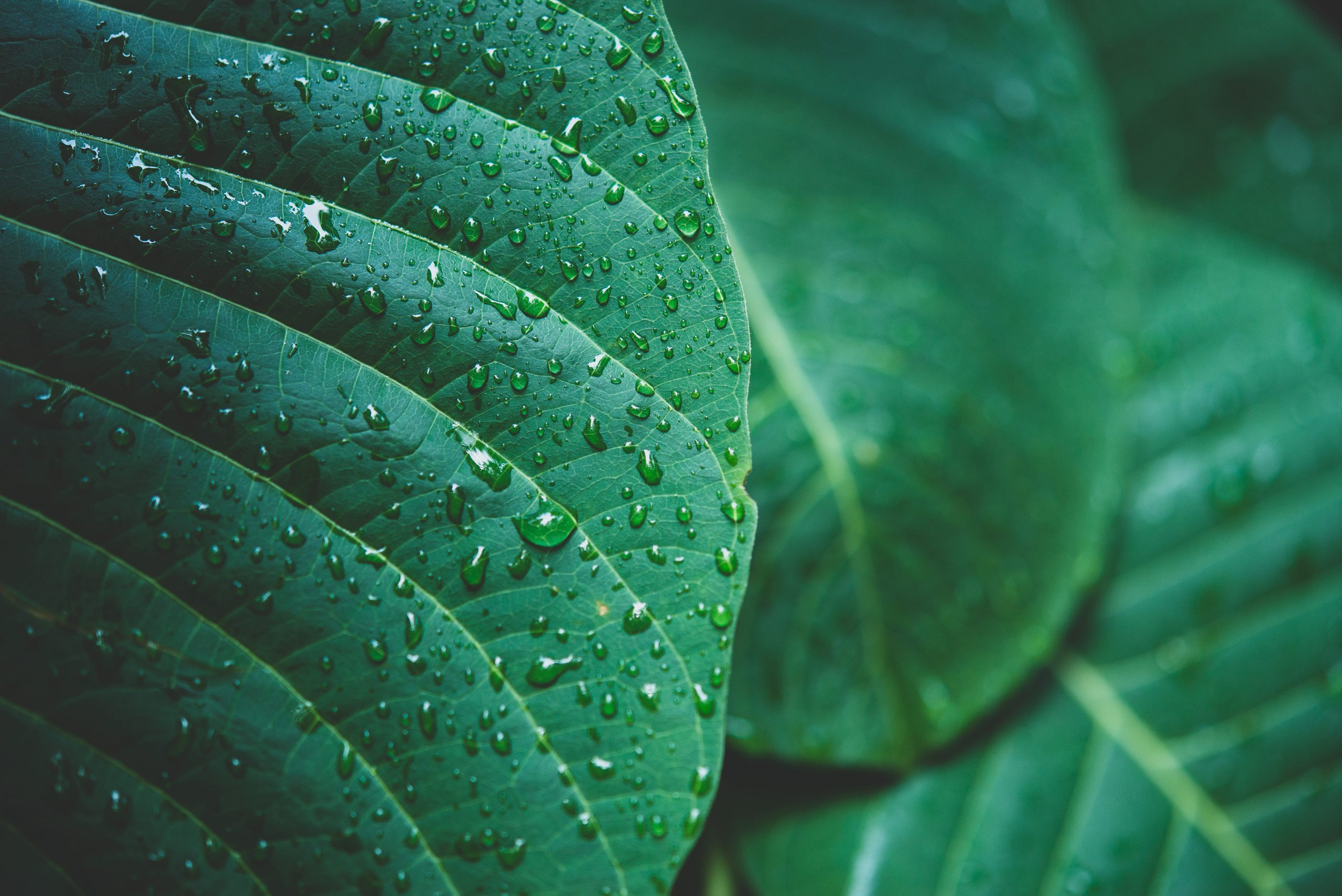 rain water green leaf macro scaled